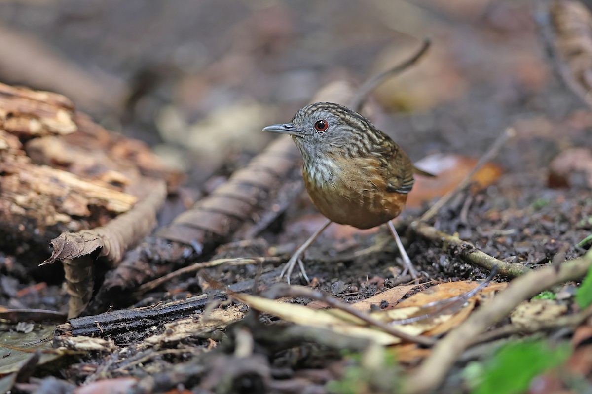 Streaked Wren-Babbler - ML642422509