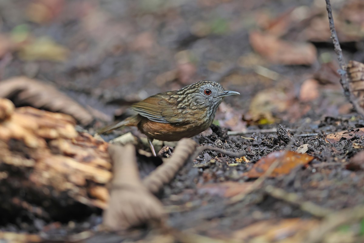Streaked Wren-Babbler - ML642422510