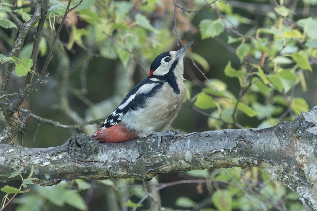 Great Spotted Woodpecker - ML642422511