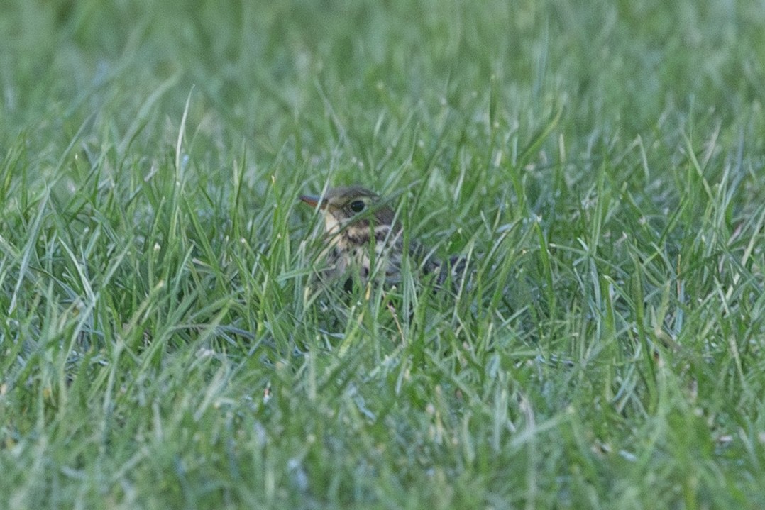 Meadow Pipit - ML642422512
