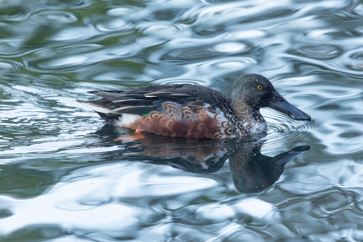 Northern Shoveler - ML642422513