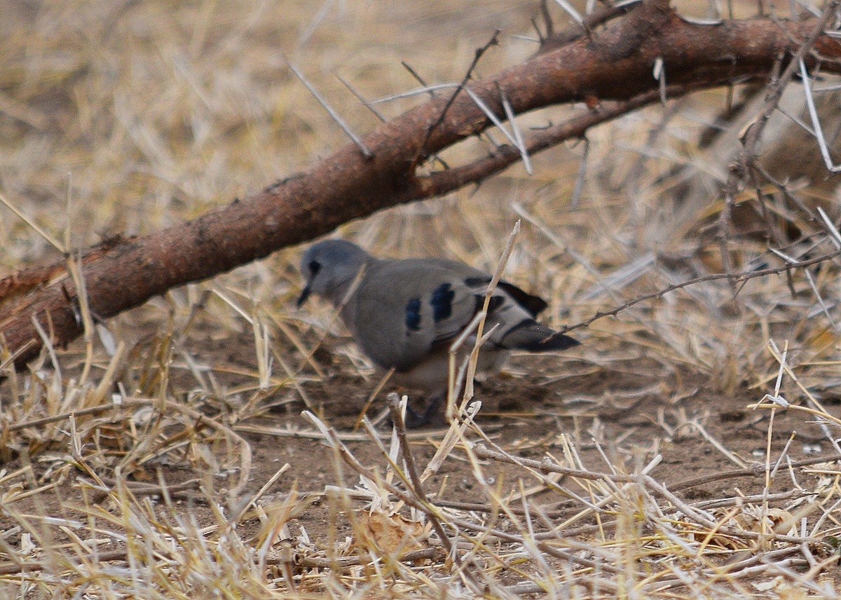 Emerald-spotted Wood-Dove - ML642422514