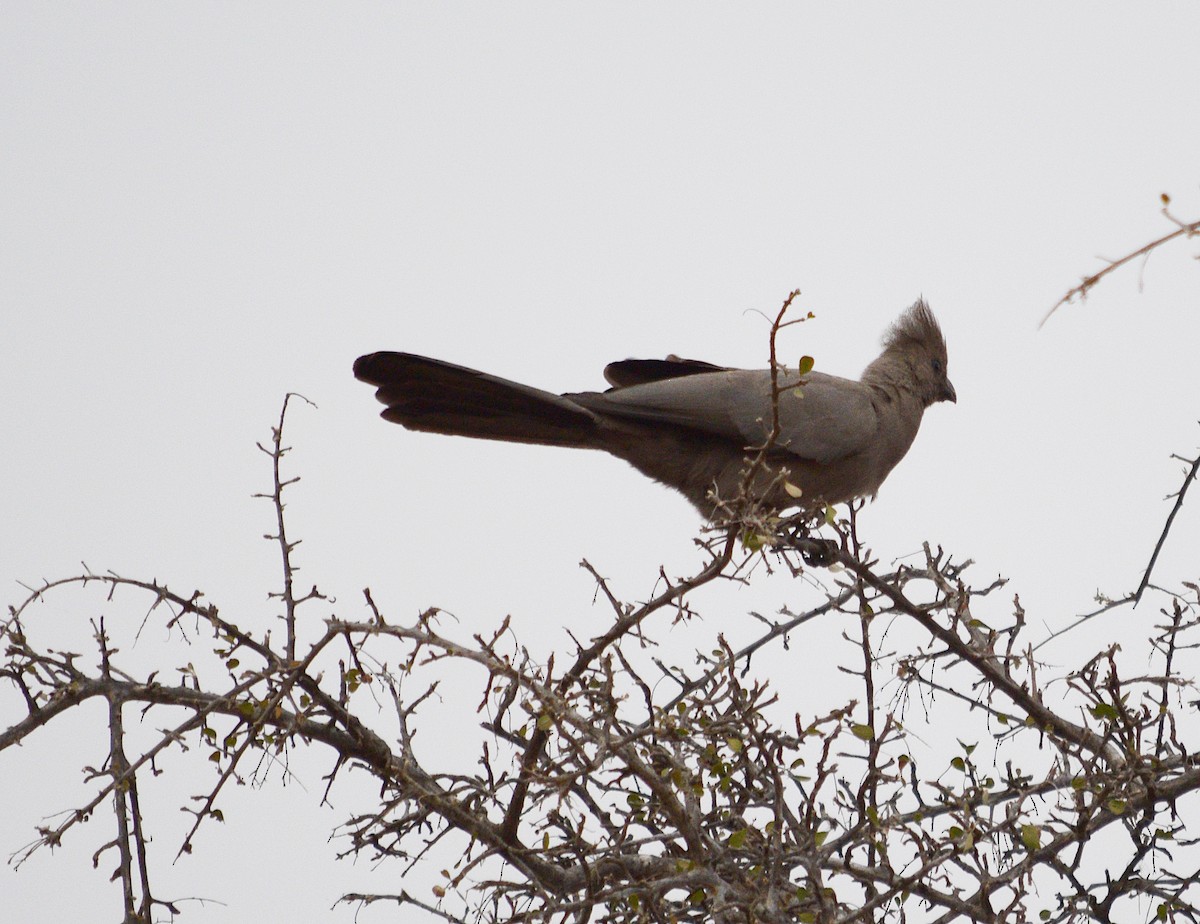 Gray Go-away-bird - ML642422515