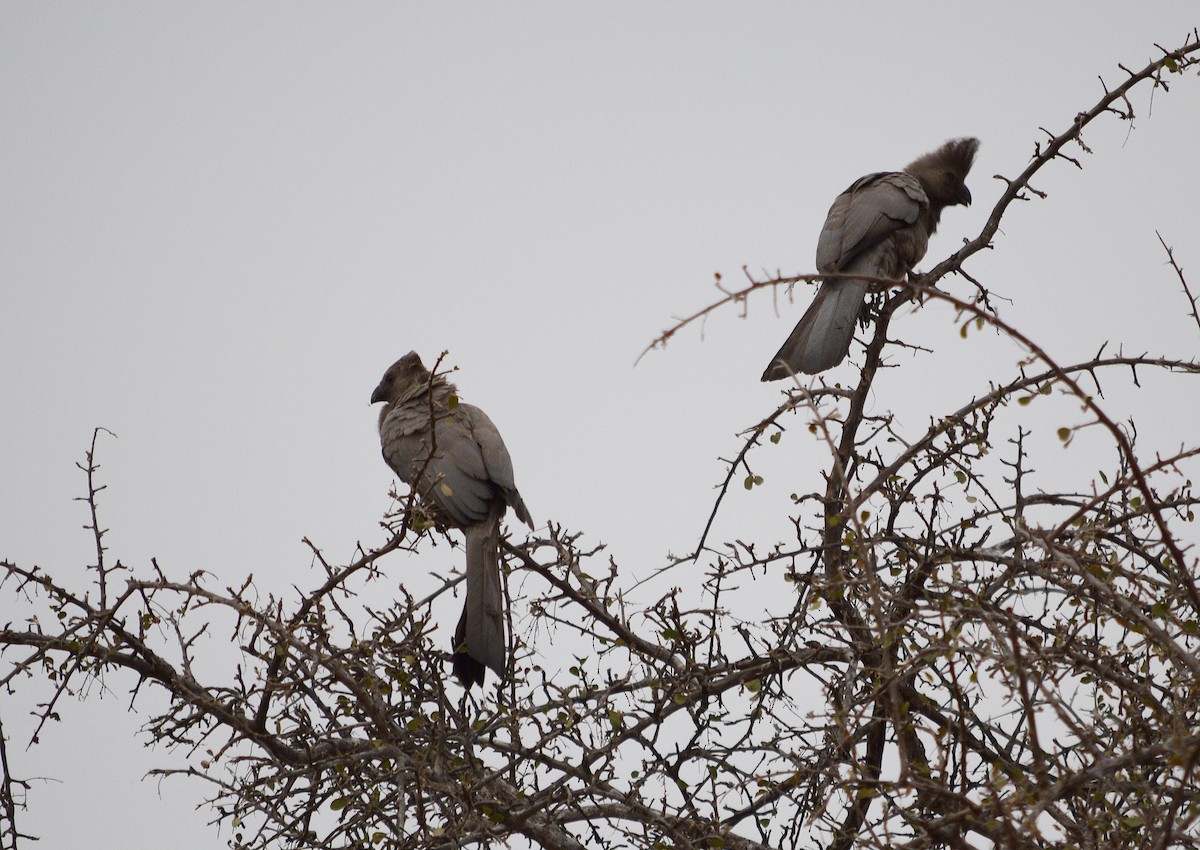 Gray Go-away-bird - ML642422516