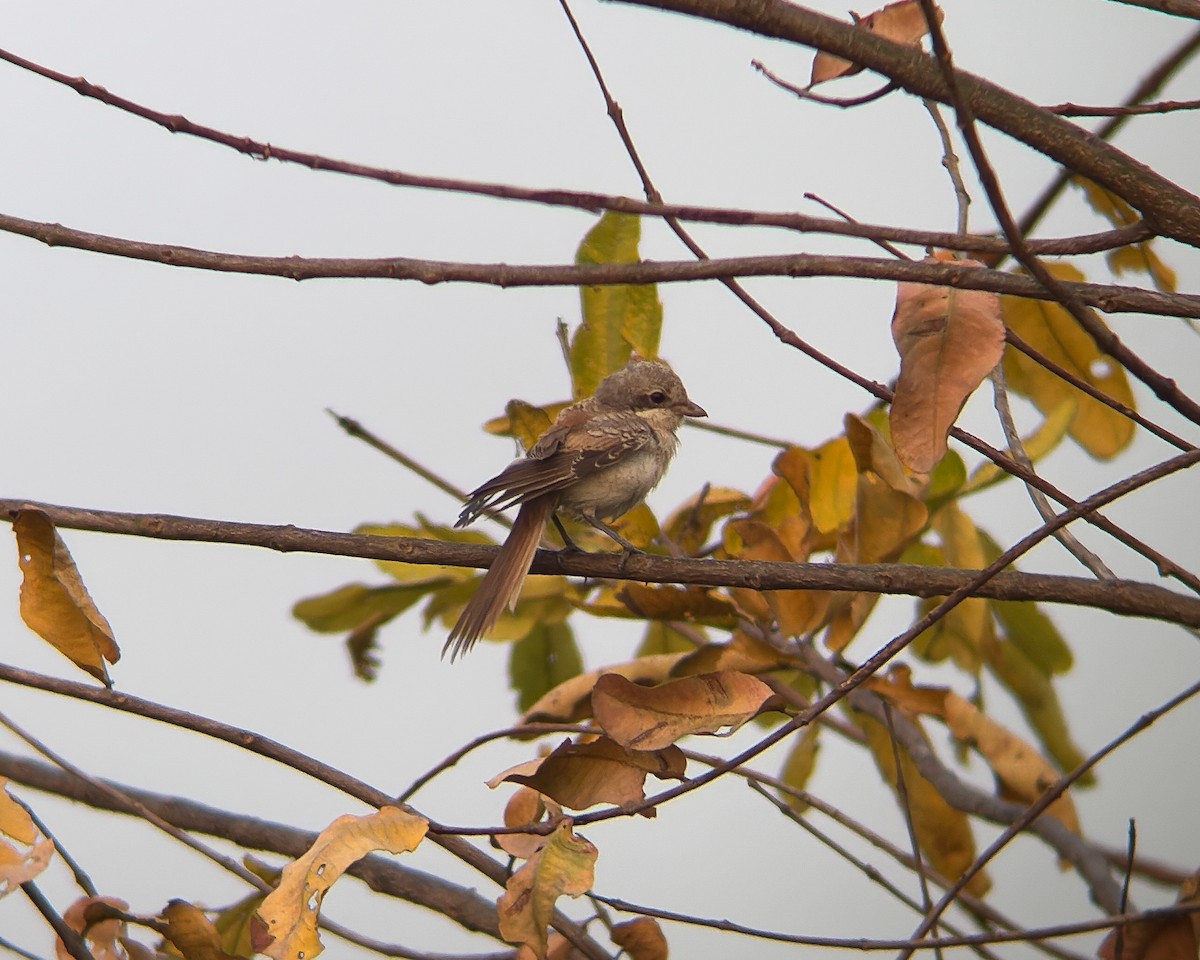 Brown Shrike - ML642422517