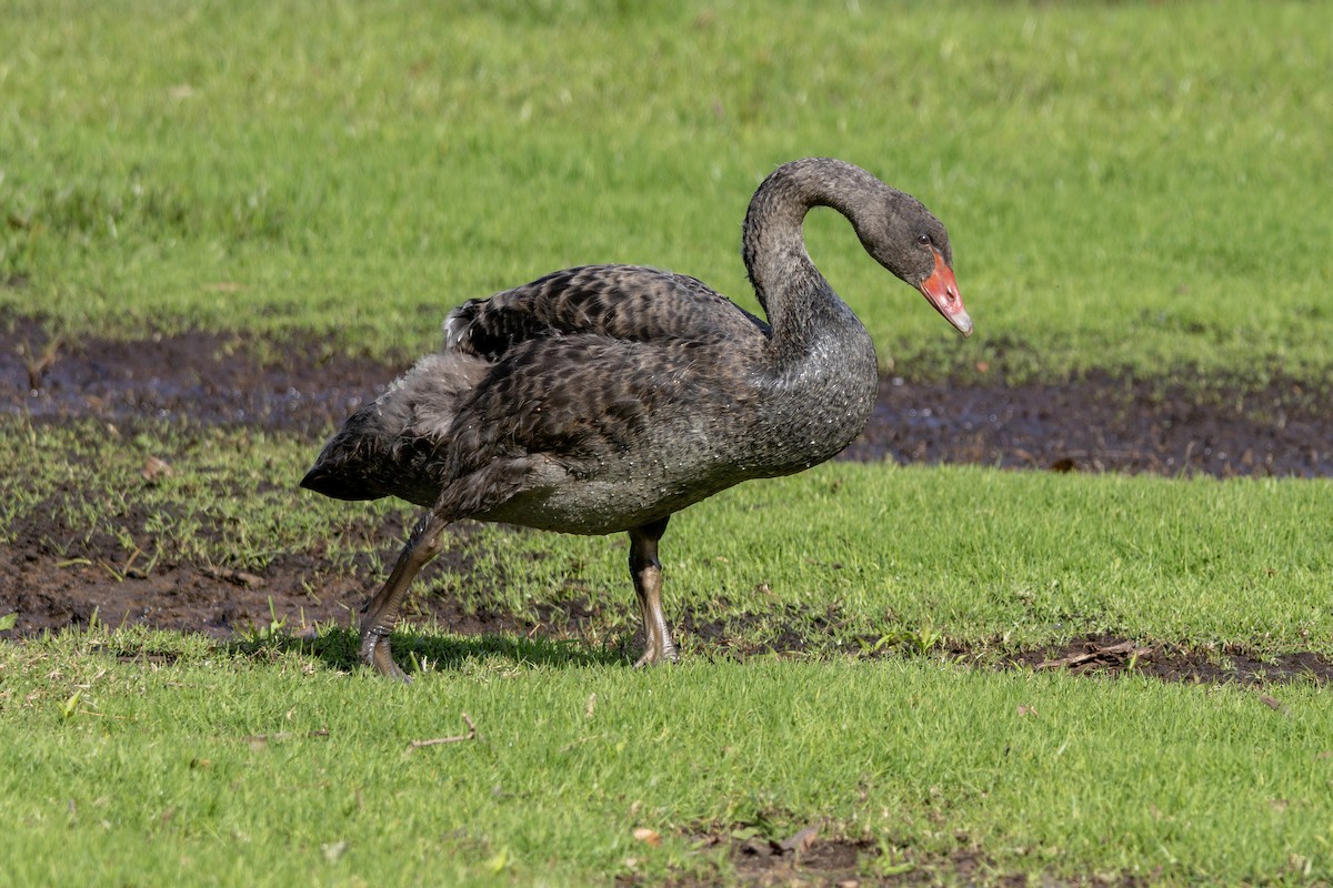 Black Swan - ML642422519