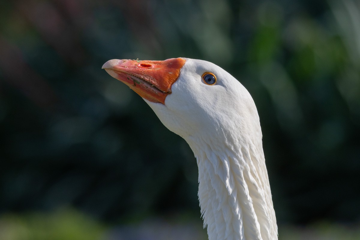 Domestic goose sp. (Domestic type) - ML642422520