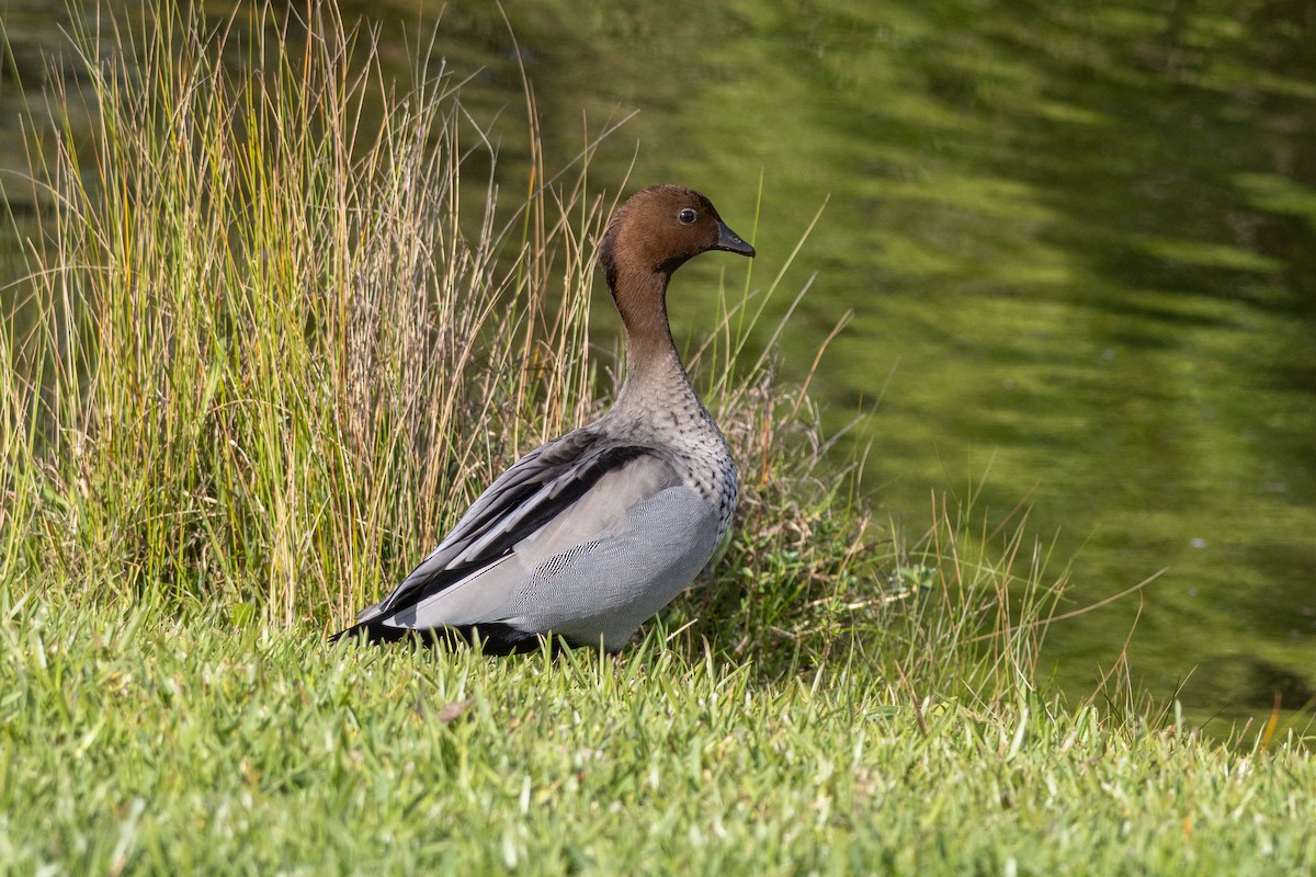 Maned Duck - ML642422521