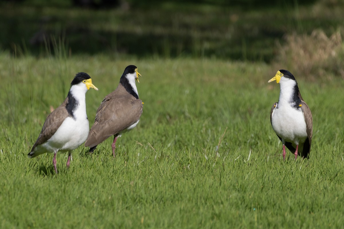 Masked Lapwing (Black-shouldered) - ML642422528