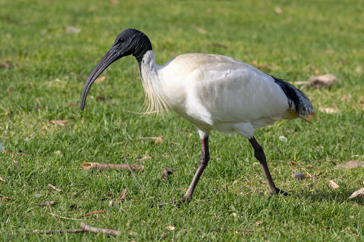 Australian Ibis - ML642422530