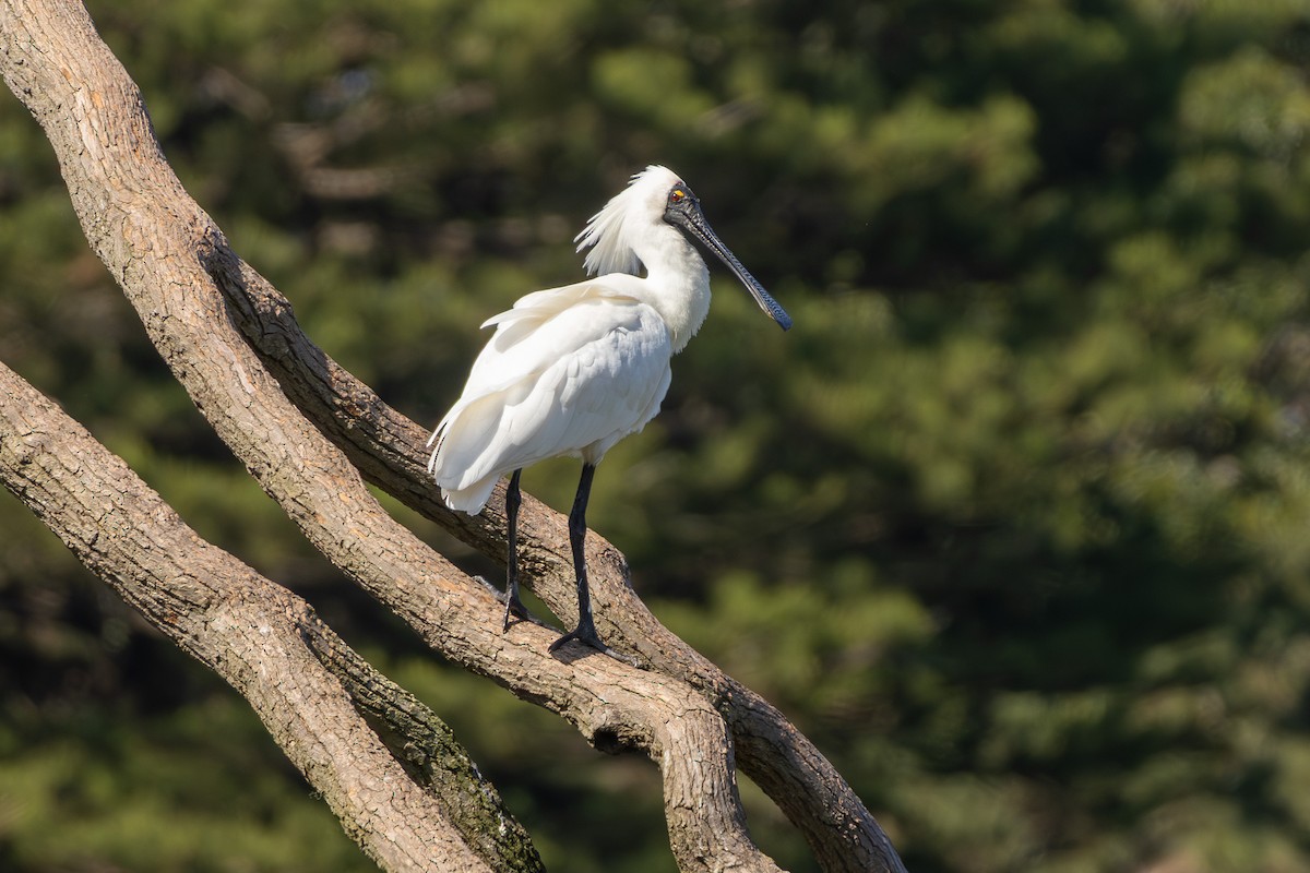 Royal Spoonbill - ML642422531