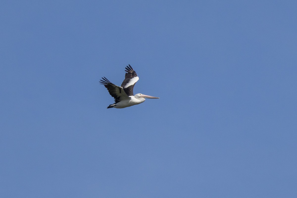 Australian Pelican - ML642422532