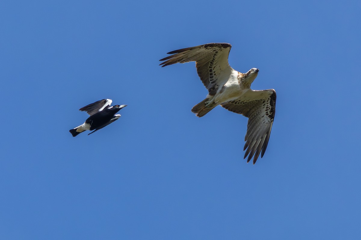 Osprey (Australasian) - ML642422534