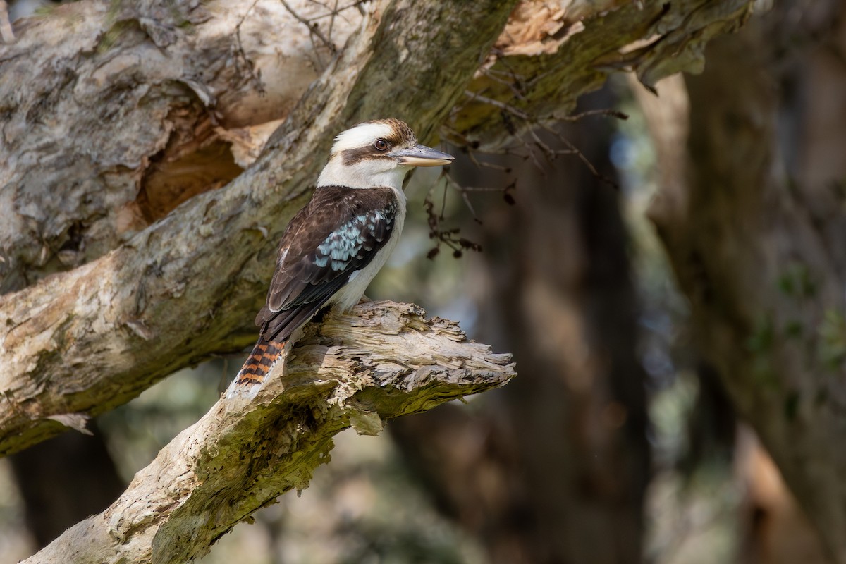 Laughing Kookaburra - ML642422535