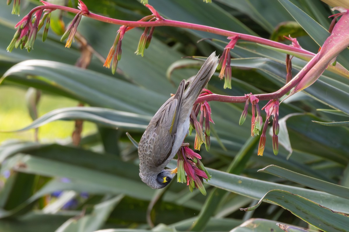 Noisy Miner - ML642422536