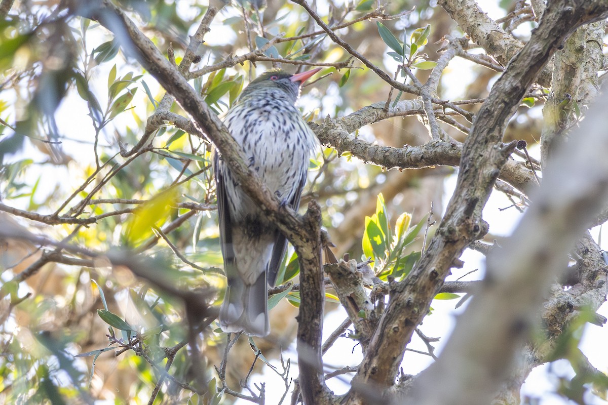 Olive-backed Oriole - ML642422537