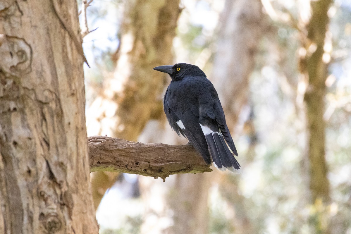 Pied Currawong - ML642422539