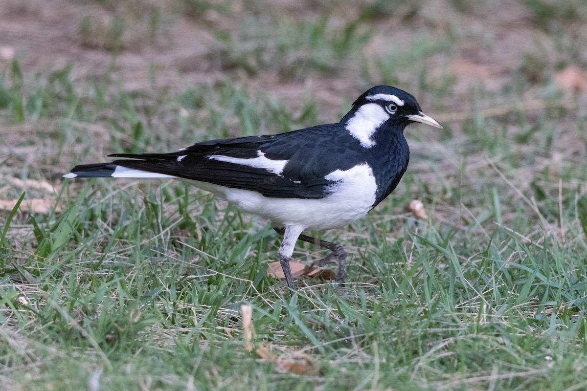 Magpie-lark - ML642422549