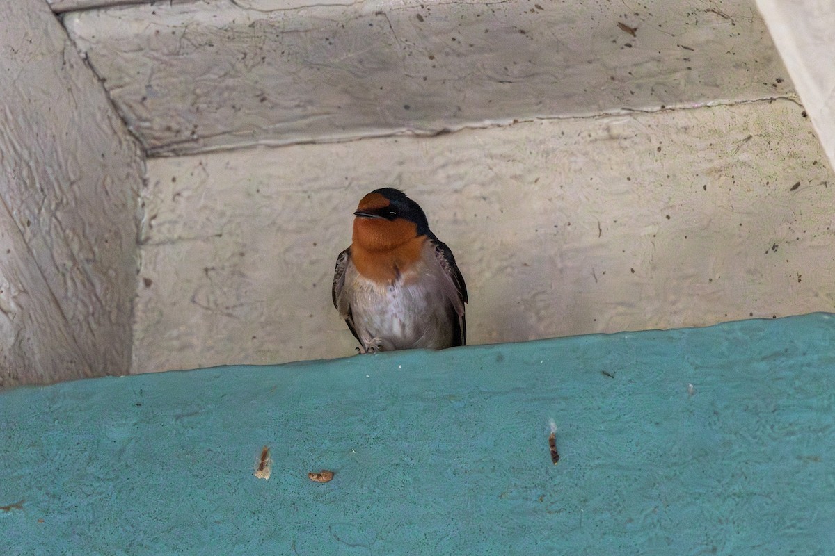 Welcome Swallow - ML642422550