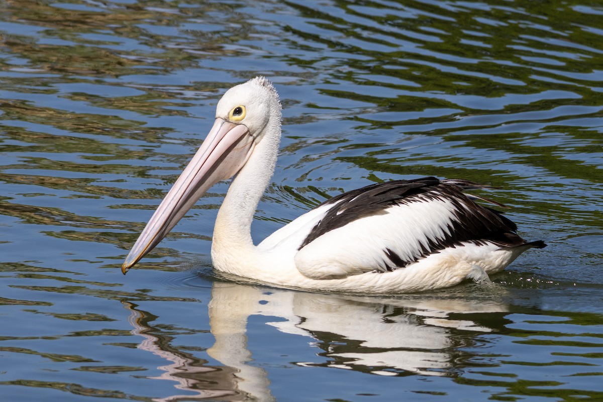 Australian Pelican - ML642422552