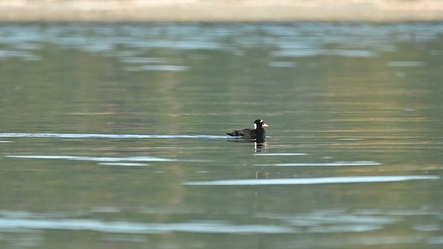 Surf Scoter - ML642422607