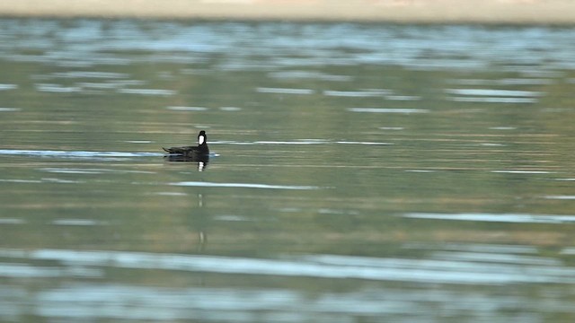 Surf Scoter - ML642422608