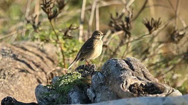 American Pipit - ML642422611
