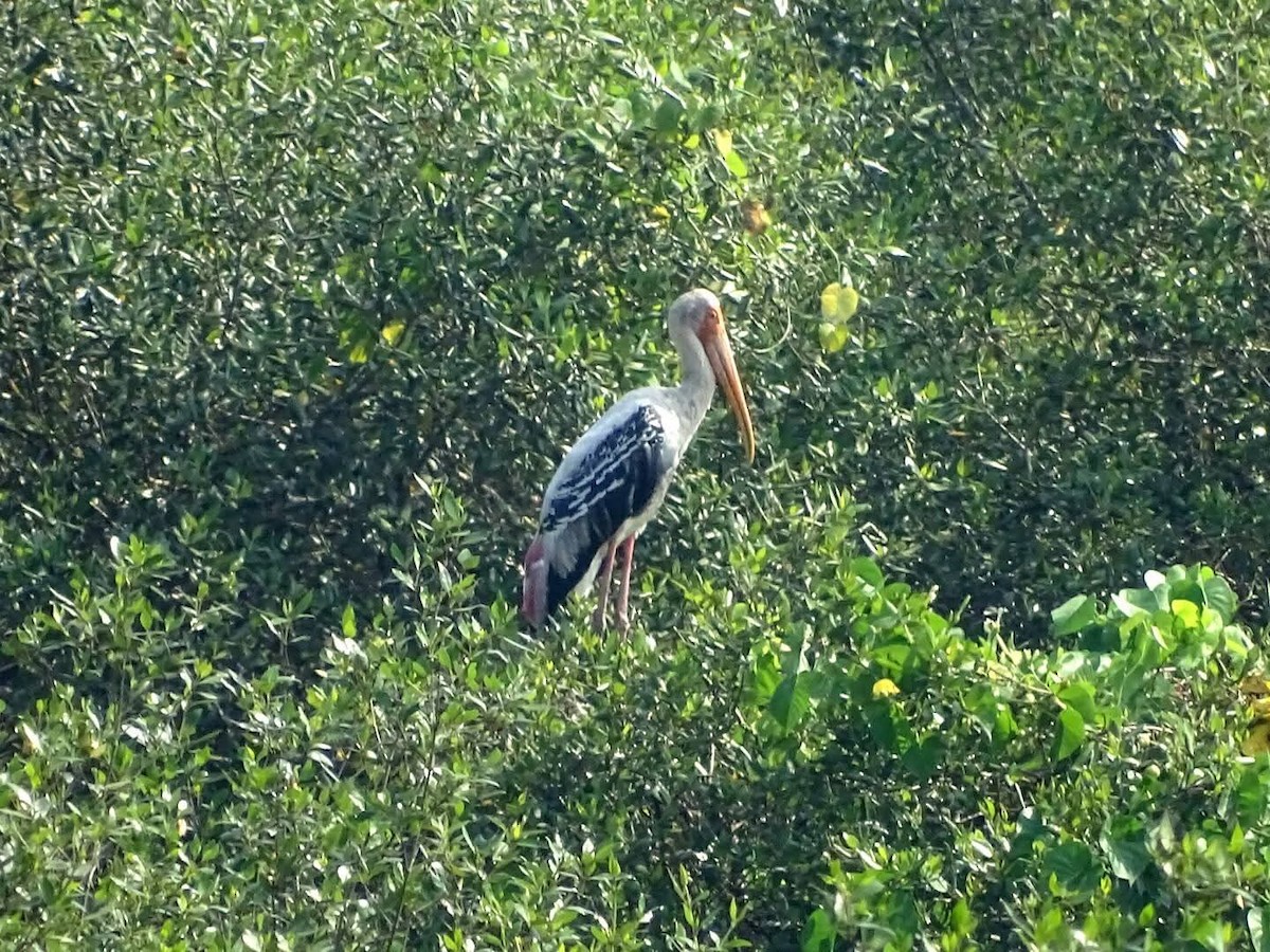 Painted Stork - ML642422618