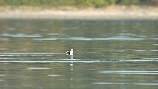 Marbled Murrelet - ML642422619