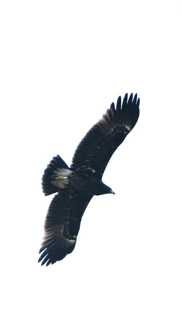 Greater Spotted Eagle - ML642422622