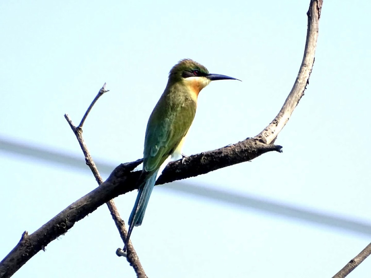 Blue-tailed Bee-eater - ML642422623