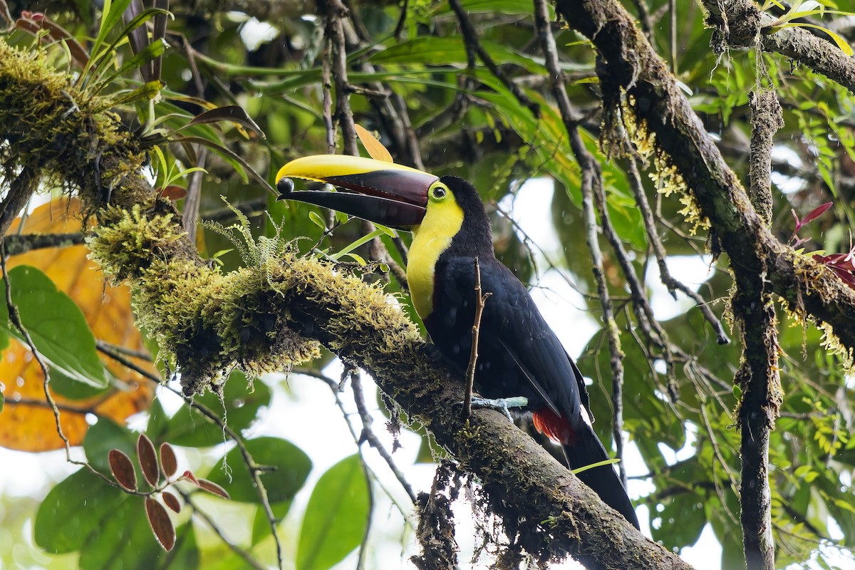 Yellow-throated Toucan (Chestnut-mandibled) - ML642422630