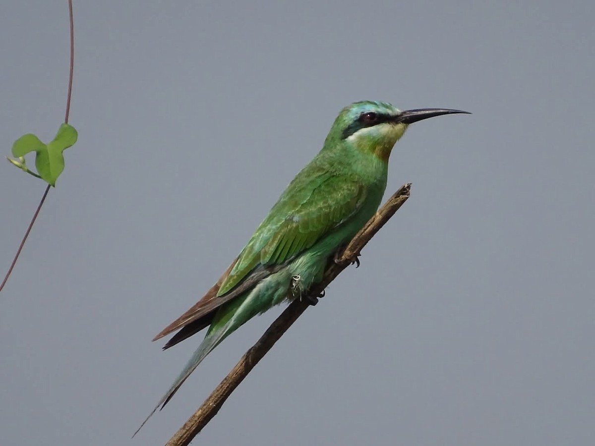Blue-cheeked Bee-eater - ML642422632