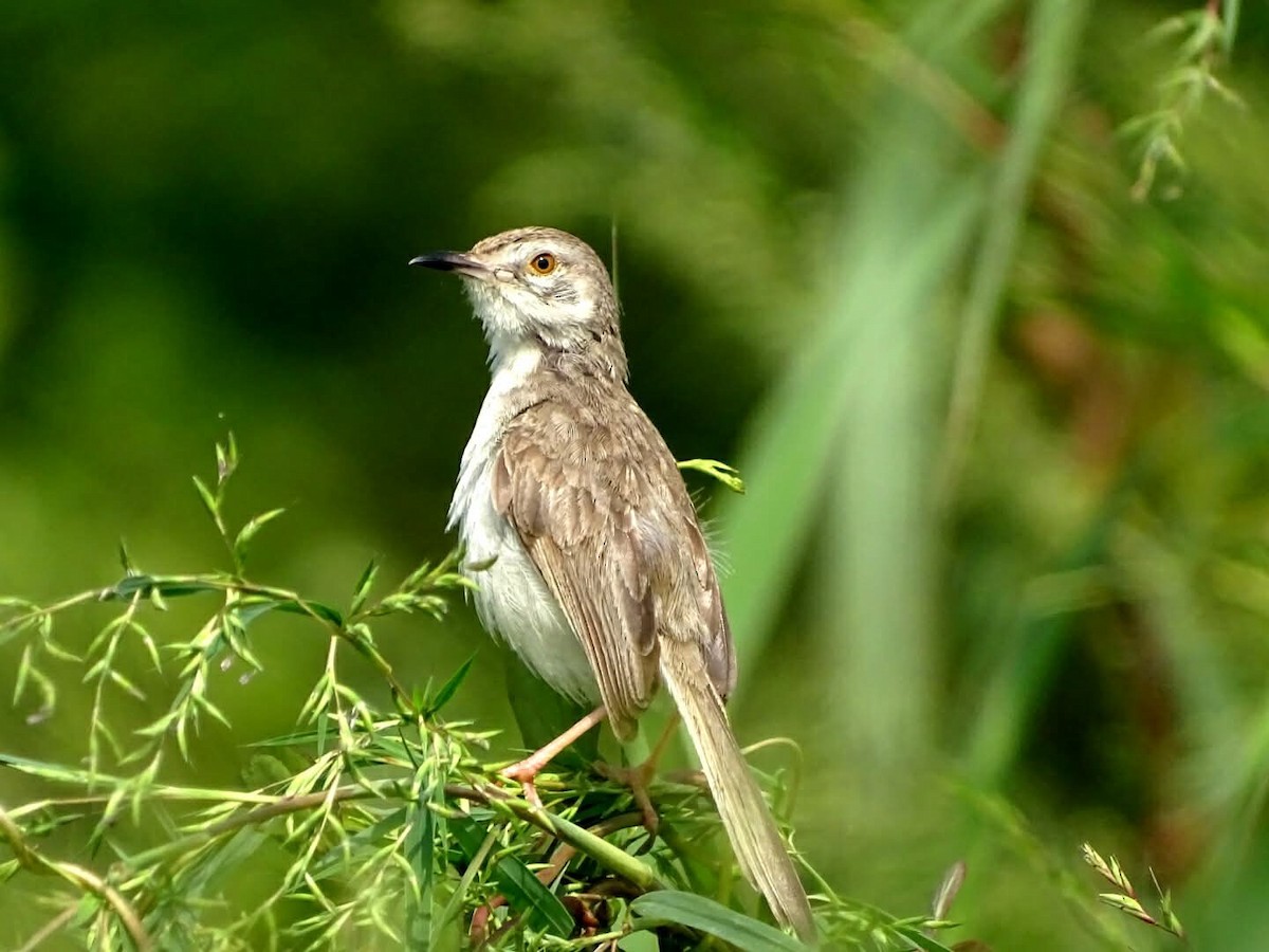 Plain Prinia - ML642422635
