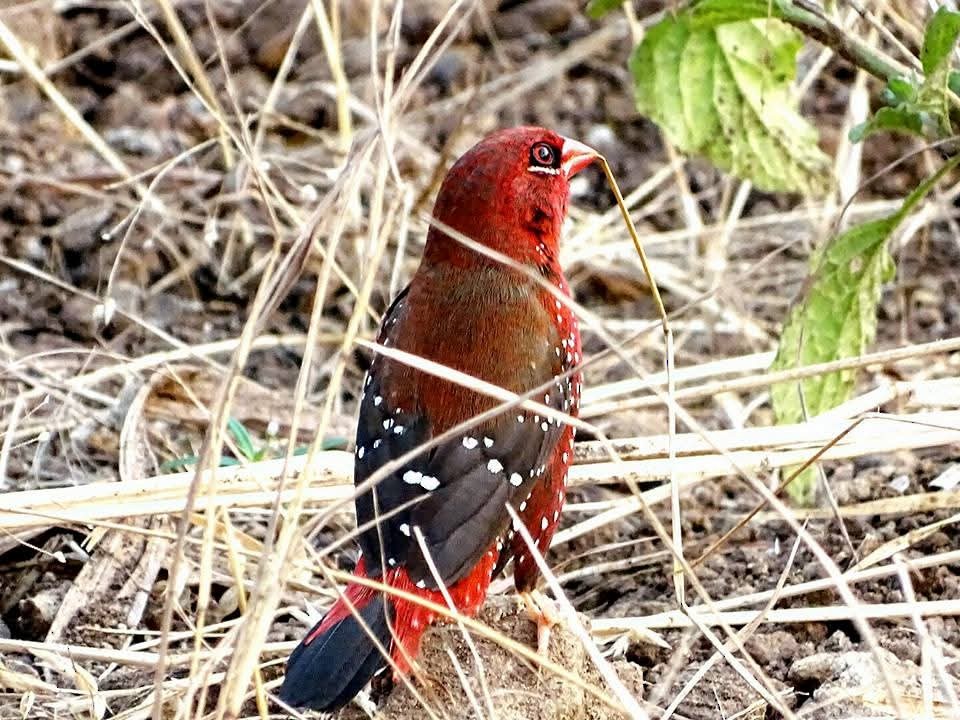Red Avadavat - ML642422638