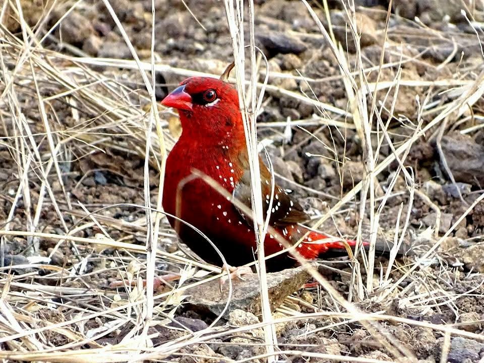 Red Avadavat - ML642422641
