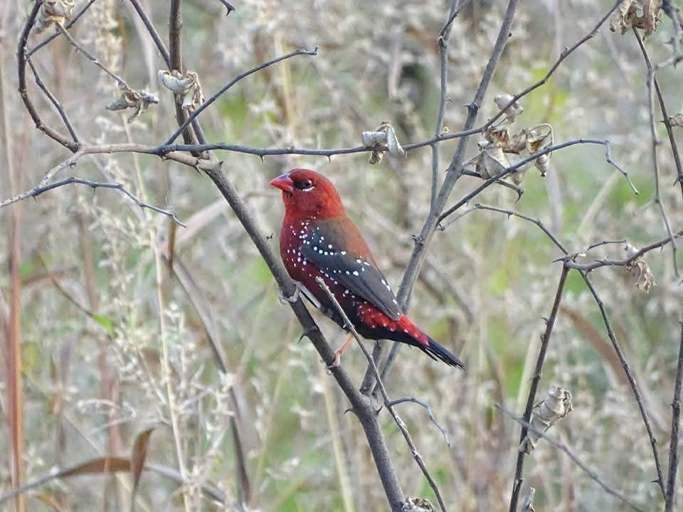 Red Avadavat - ML642422642