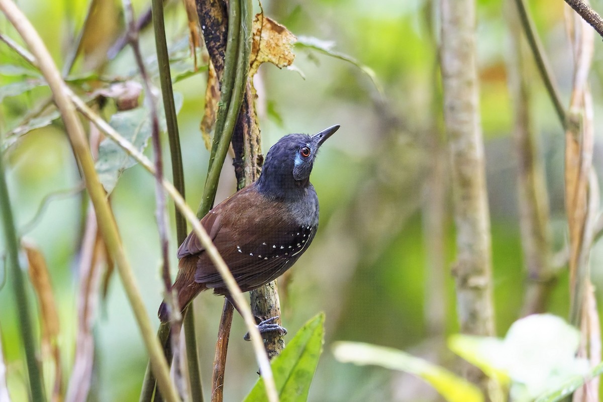 Alapi à dos roux (maculifer/cassini) - ML642422644