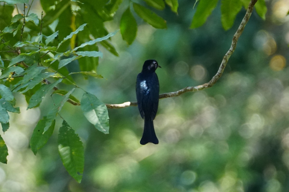 Square-tailed Drongo-Cuckoo - ML642422649
