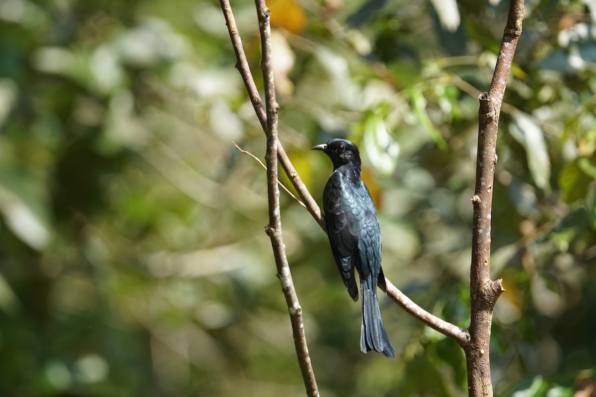 Square-tailed Drongo-Cuckoo - ML642422651
