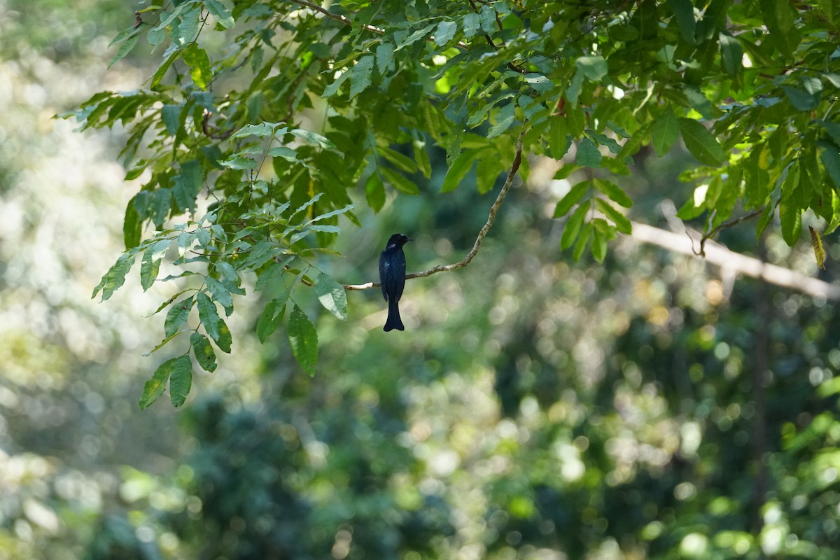 Square-tailed Drongo-Cuckoo - ML642422654