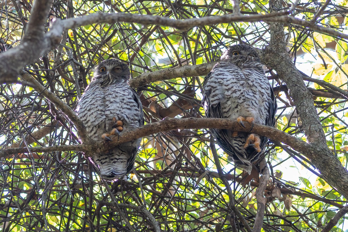Powerful Owl - ML642422658