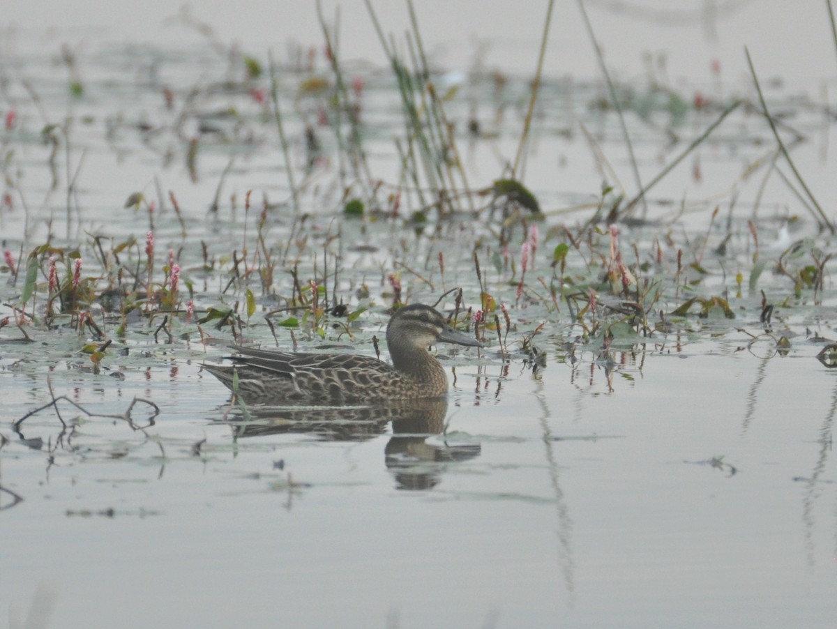 Garganey - ML642422661