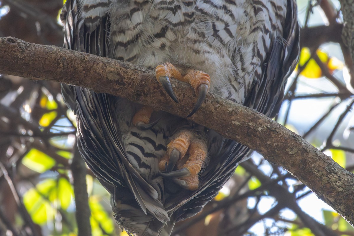 Powerful Owl - ML642422664