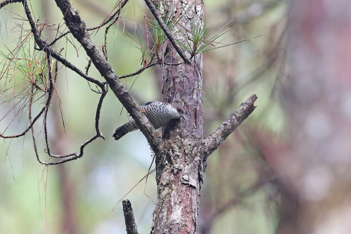 Vietnamese Cutia - ML642422683