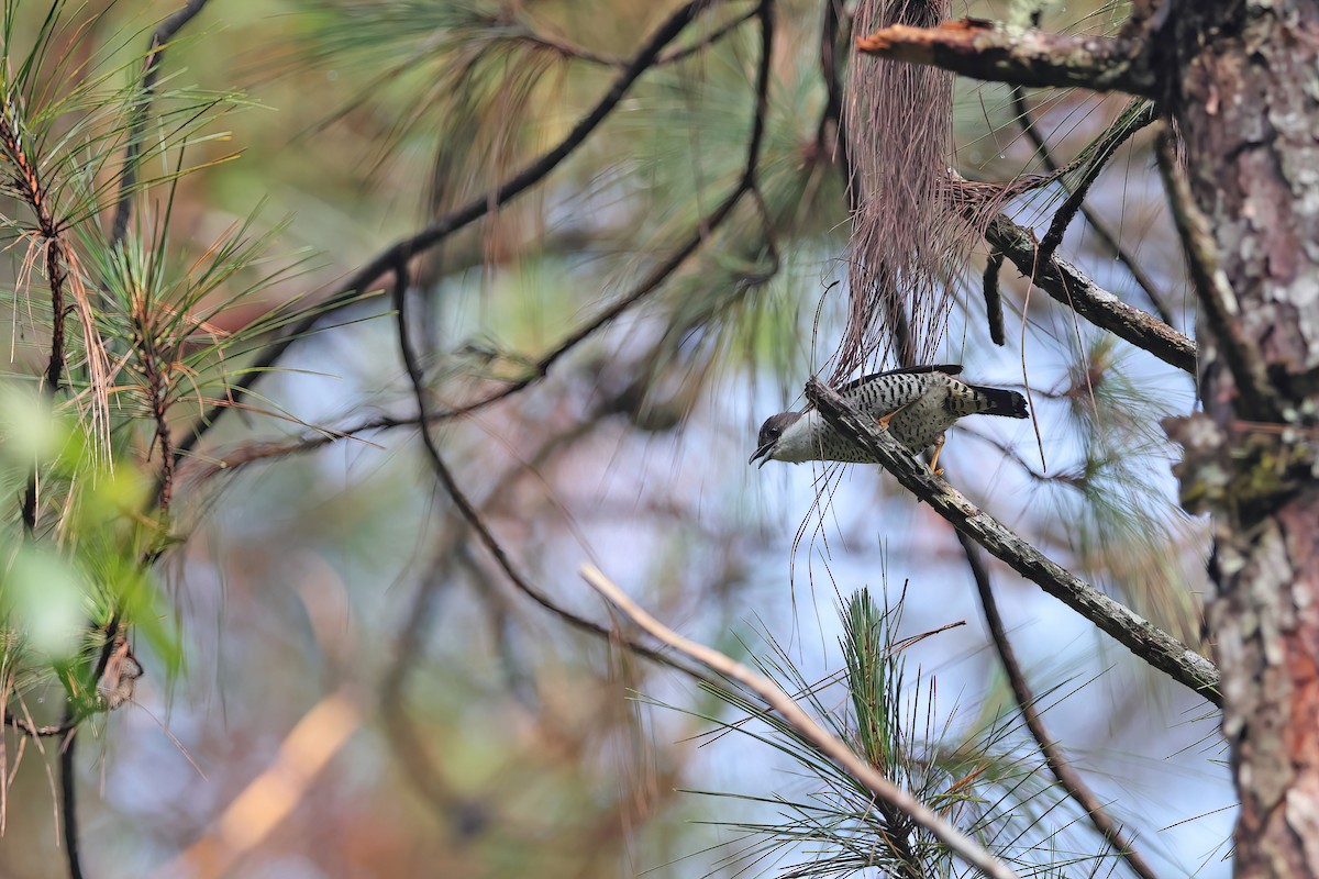 Vietnamese Cutia - ML642422684