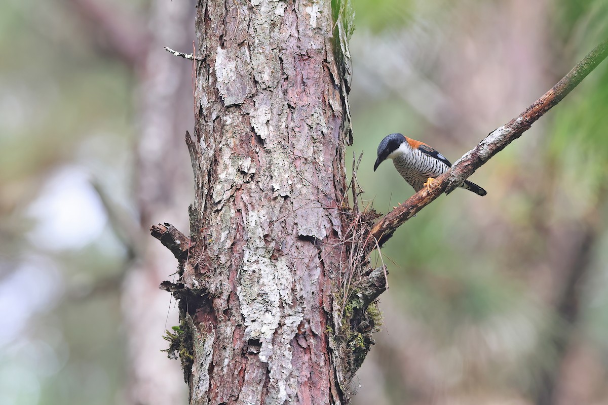 Vietnamese Cutia - ML642422685