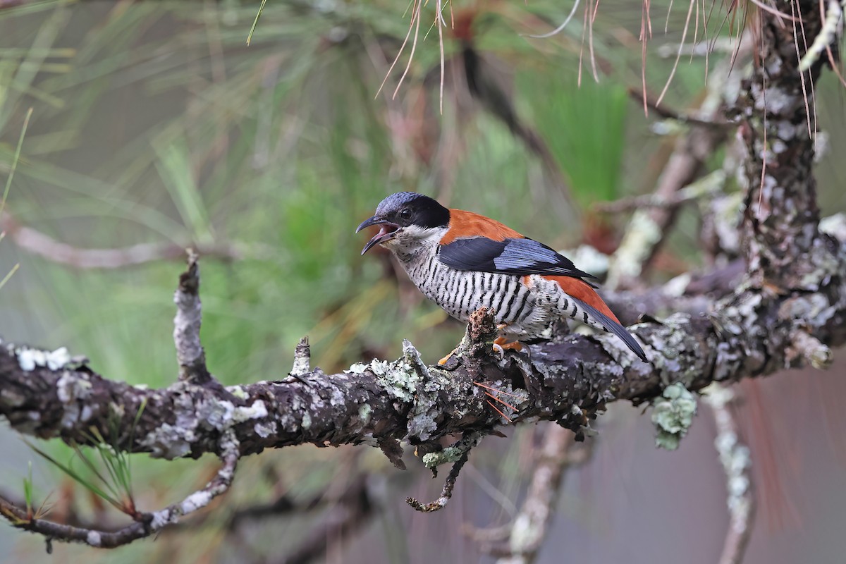 Vietnamese Cutia - ML642422690