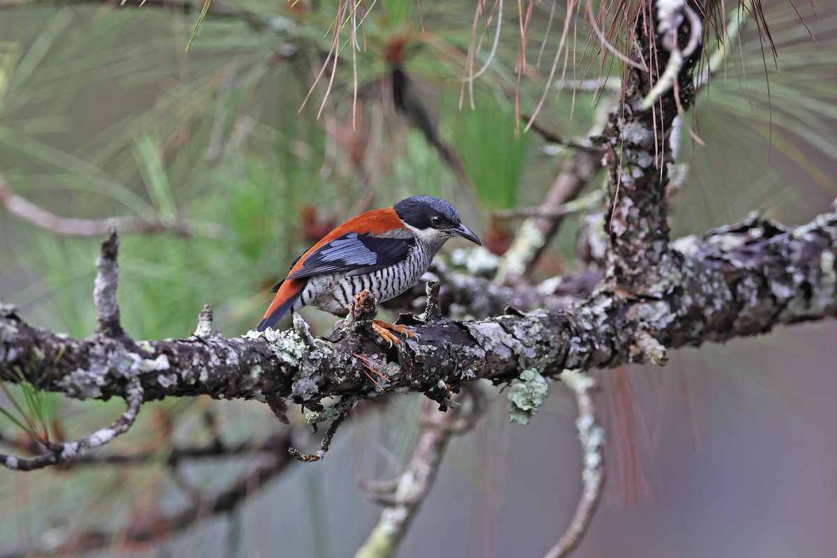 Vietnamese Cutia - ML642422691