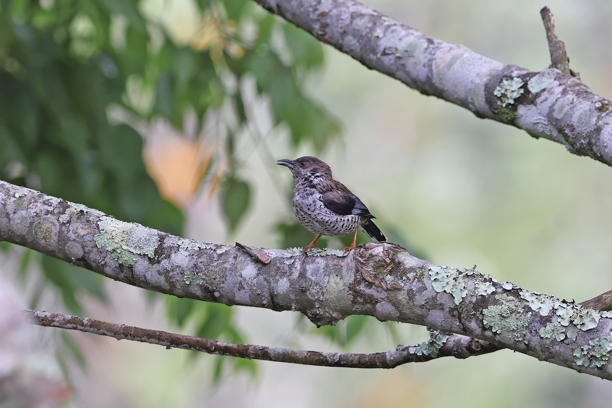 Vietnamese Cutia - ML642422692